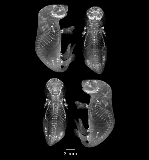 four MRI views of mouse embryo