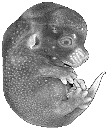 Mouse Embryo Logo