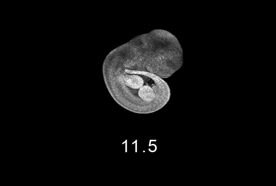 day 11.5 Embryo Image