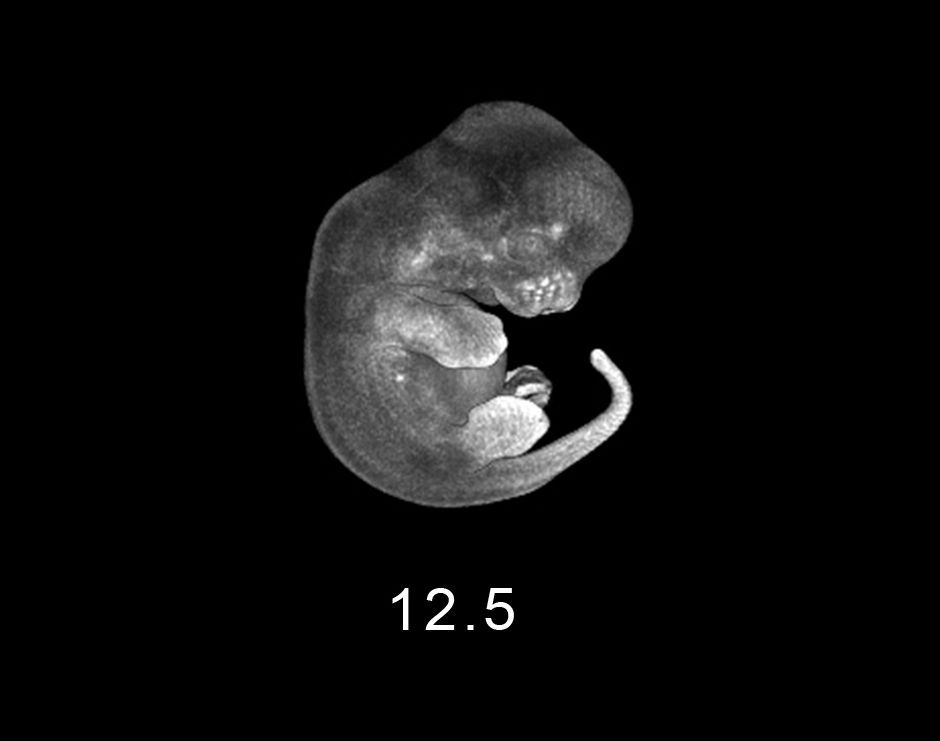day 12.5 Embryo Image