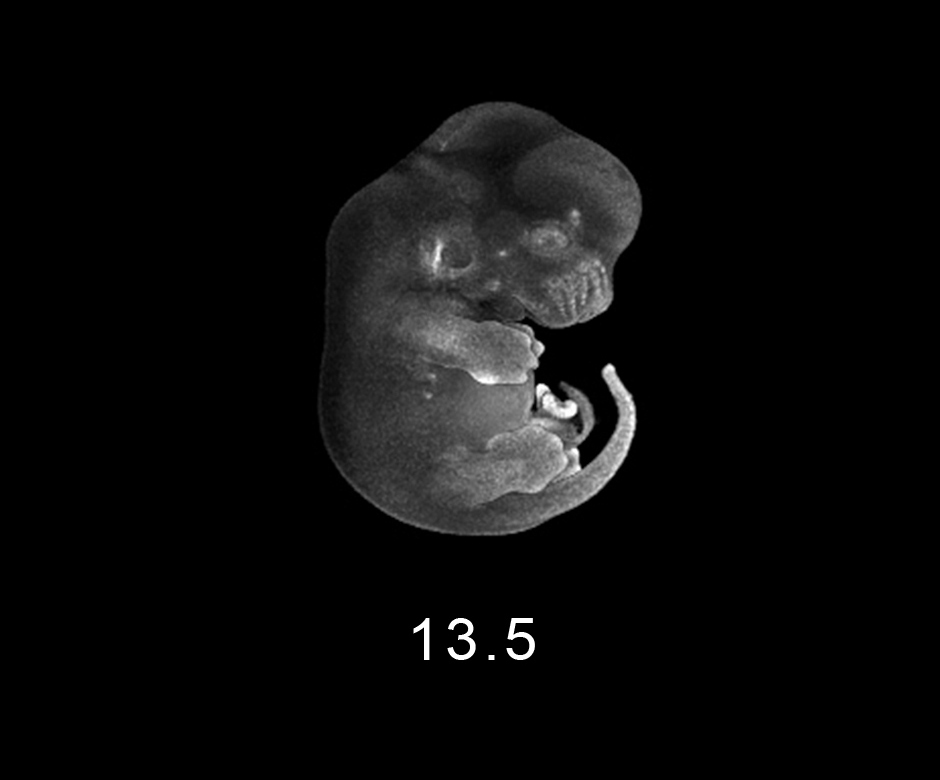 day 13.5 Embryo Image