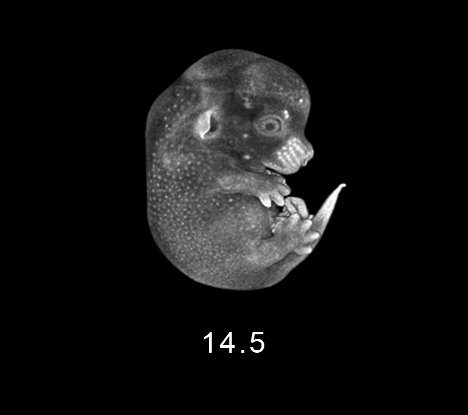day 14.5 Embryo Image