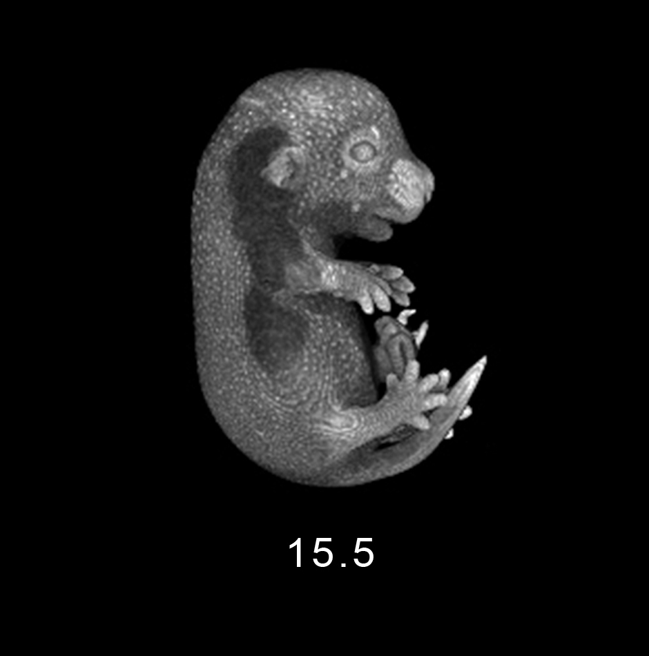 day 15.5 Embryo Image