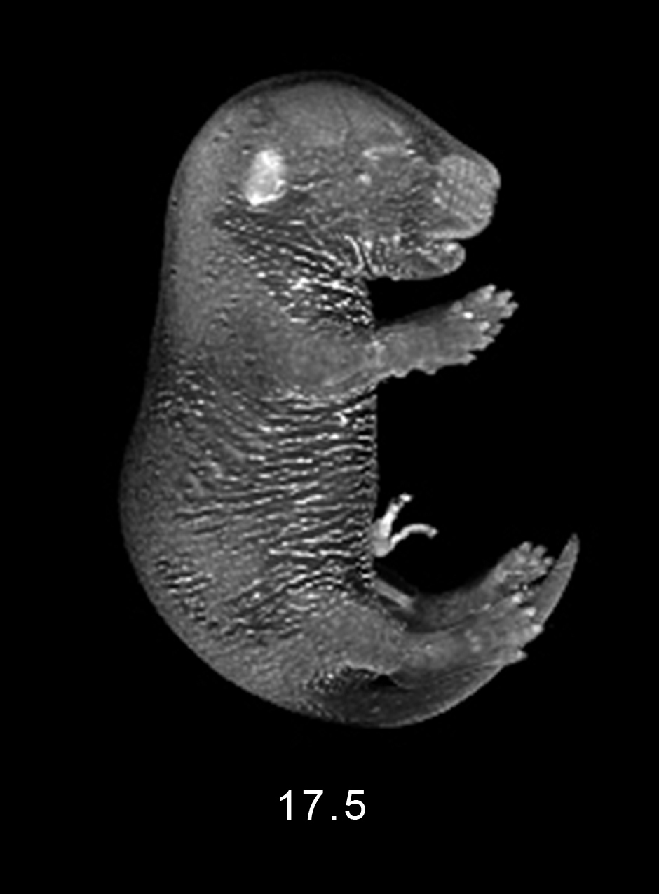 day 17.5 Embryo Image