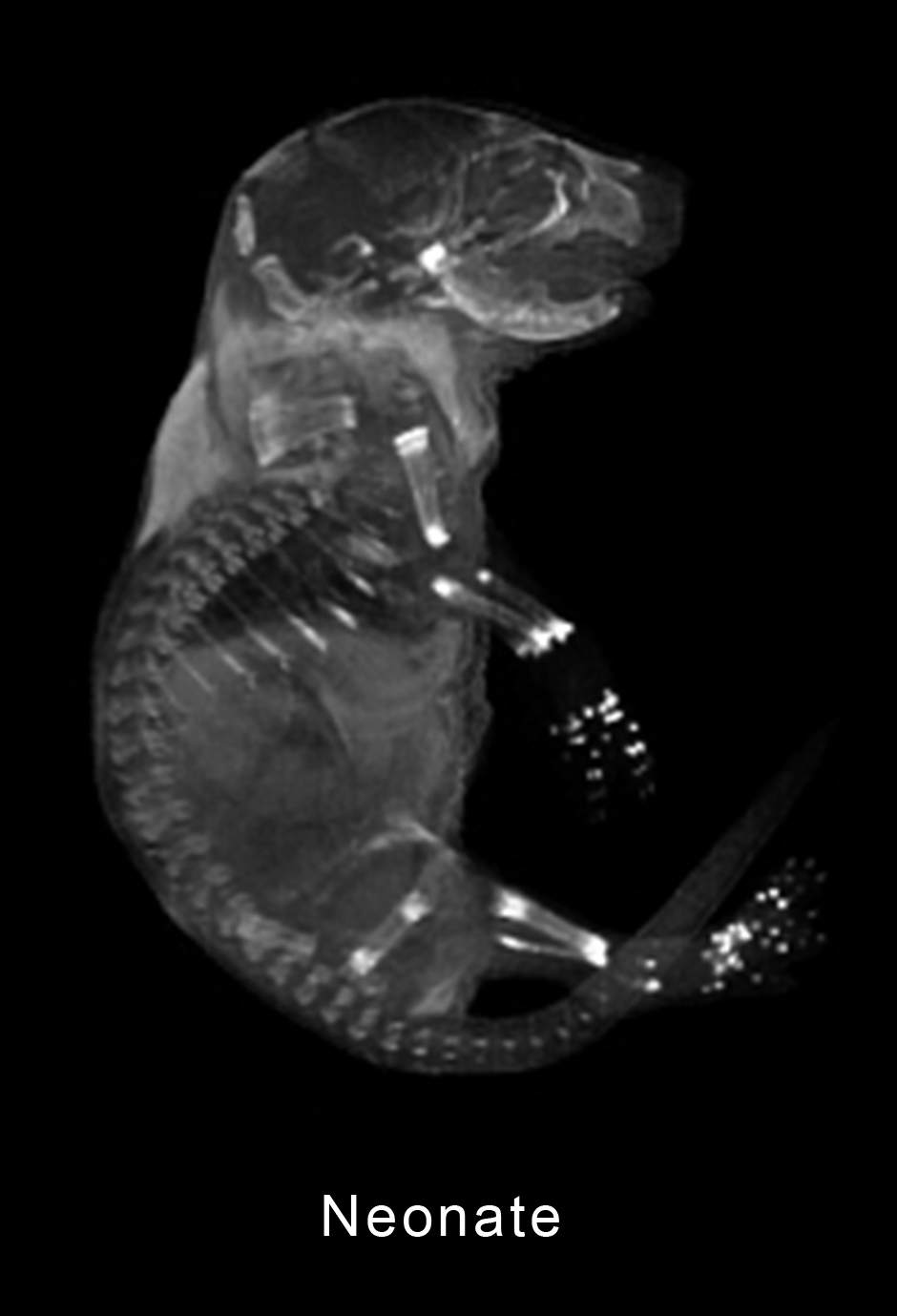 day 19.5, neonate Image